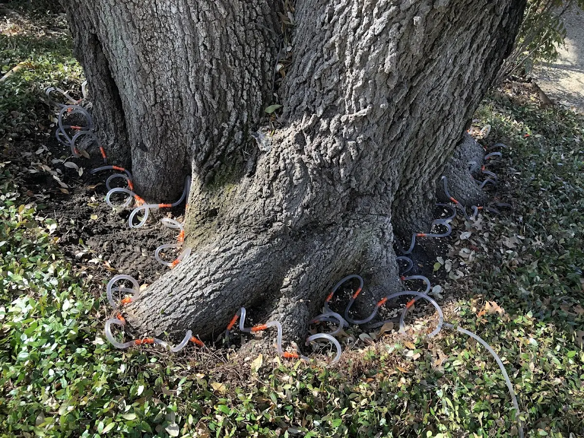 Detailed Tree Cabling and Bracing job site in Palos Heights